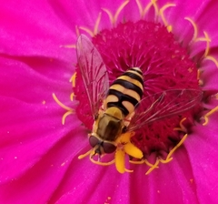Syrphus