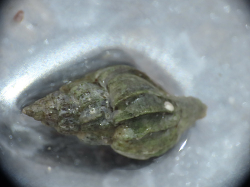 Boreotrophon multicostatus observed 2022-08-22
