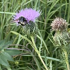 Bombus auricomus