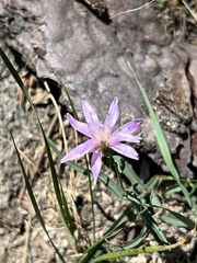 Stephanomeria lactucina