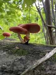 Rhodotus palmatus