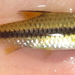 Orange-fin Barb - Photo (c) Robert Taylor, some rights reserved (CC BY), uploaded by Robert Taylor