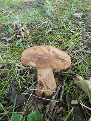 Tylopilus variobrunneus