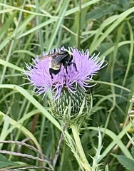 Bombus auricomus
