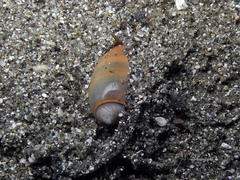 Oliva carneola