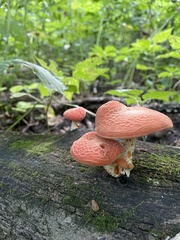 Rhodotus palmatus