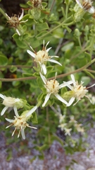 Sericocarpus tortifolius