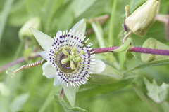 Passiflora exsudans