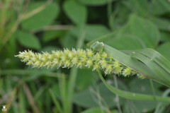 Cenchrus echinatus