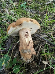 Tylopilus variobrunneus
