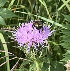 Bombus auricomus