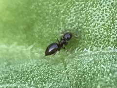 Brachymyrmex patagonicus