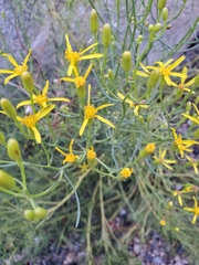 Senecio spartioides