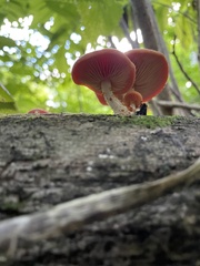 Rhodotus palmatus