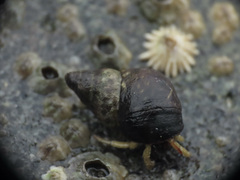 Littorinoidea