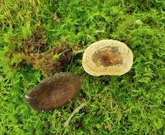 Hydnellum concrescens