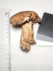 Tylopilus variobrunneus