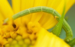 Chlorochlamys chloroleucaria