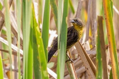 Agelasticus cyanopus