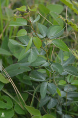 Pithecellobium dulce