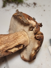 Tylopilus variobrunneus