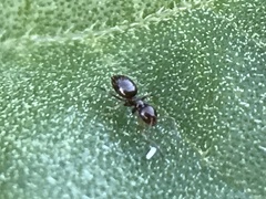 Brachymyrmex patagonicus