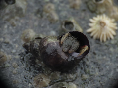 Pagurus granosimanus