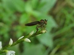 Holcocephala