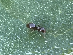 Brachymyrmex patagonicus