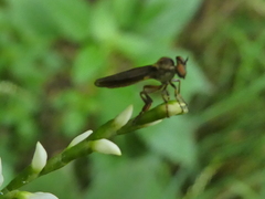 Holcocephala