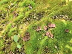 Hydnellum concrescens