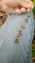 Epipactis atrorubens