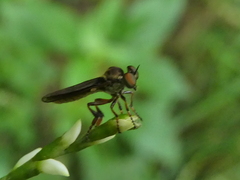Holcocephala