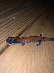 Plethodon yonahlossee