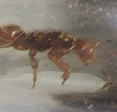 Lasius latipes
