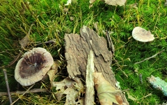 Hydnellum concrescens