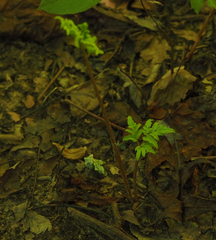 Sceptridium dissectum