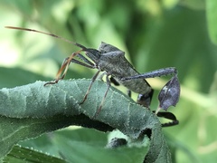 Leptoglossus phyllopus