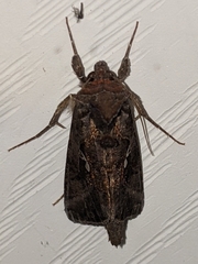 Autographa precationis