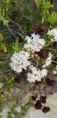 Eriogonum