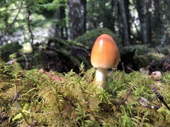 Amanita fulva