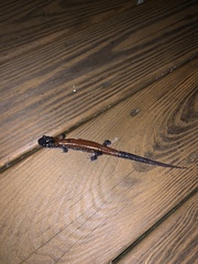 Plethodon yonahlossee