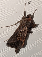 Autographa precationis