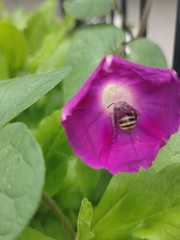 Anthophora