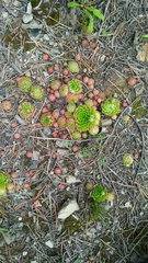 Sempervivum globiferum
