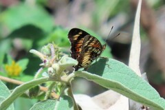 Junonia sophia