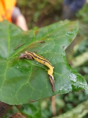Australopacifica