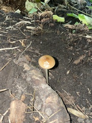 Oudemansiella