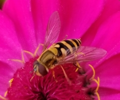 Syrphus