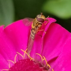 Syrphus